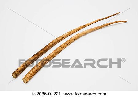 Budrock Root on White Background View Large Photo Image Stock Image - Budrock Root on White Background. Fotosearch