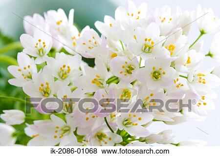 Stock Photo - Bunch of Allium Flowers. Fotosearch
