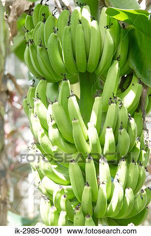 Stock Image - Bunch of Green Bananas on the Tree. Fotosearch