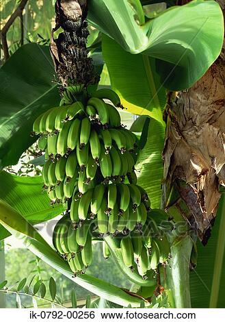 Stock Photograph - Bunch of Green Bananas on the Tree. Fotosearch