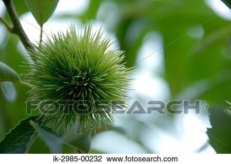 Stock Image - Burdock Herbal Flower. Fotosearch