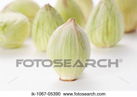 Butterbur View Large Photo Image Stock Image - Butterbur. Fotosearch