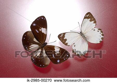 Butterflies in Studio View Large Photo Image Stock Image - Butterflies in Studio. Fotosearch