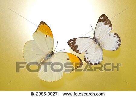 Stock Image - Butterflies in Studio. Fotosearch