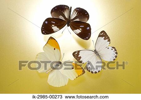 Stock Image - Butterflies in Studio. Fotosearch