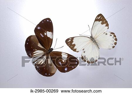 Butterflies in Studio View Large Photo Image Stock Photo - Butterflies in Studio. Fotosearch