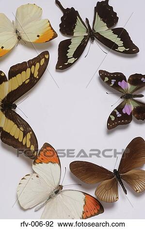 Butterflies View Large Photo Image Stock Image - Butterflies . Fotosearch