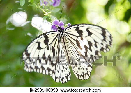 Stock Photo - Butterfly at Japan, Okinawa Prefecture. Fotosearch