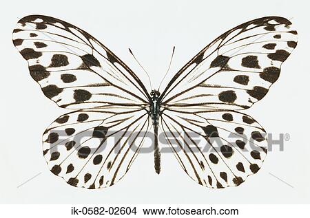 Picture - Butterfly on White Background. Fotosearch
