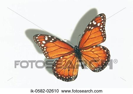 Butterfly on White Background View Large Photo Image Stock Image - Butterfly on White Background. Fotosearch