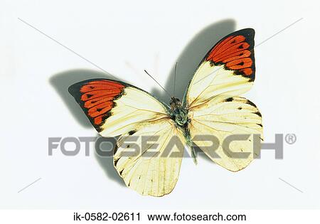 Butterfly on White Background View Large Photo Image Stock Image - Butterfly on White Background. Fotosearch