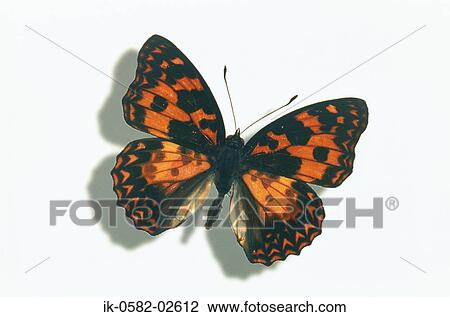 Butterfly on White Background View Large Photo Image Stock Image - Butterfly on White Background. Fotosearch