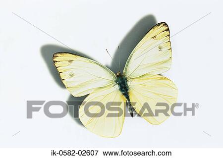 Stock Photo - Butterfly on White Background. Fotosearch