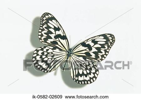 Butterfly on White Background View Large Photo Image Stock Photo - Butterfly on White Background. Fotosearch