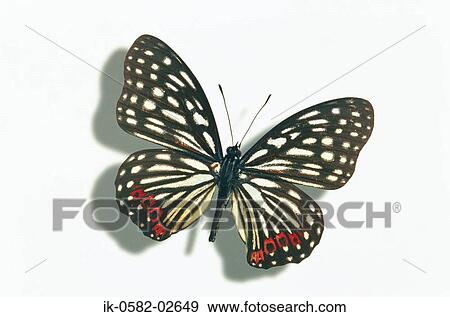 Butterfly on White Background View Large Photo Image Stock Photo - Butterfly on White Background. Fotosearch