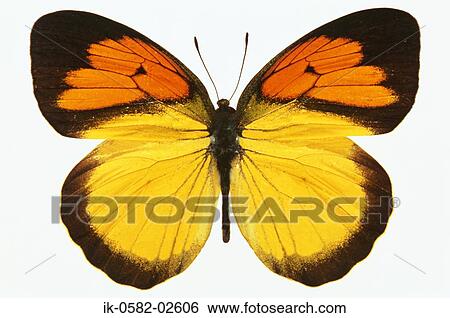 Butterfly on White Background View Large Photo Image Stock Photograph - Butterfly on White Background. Fotosearch