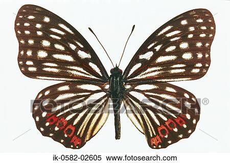 Butterfly on White Background View Large Photo Image Stock Photography - Butterfly on White Background. Fotosearch