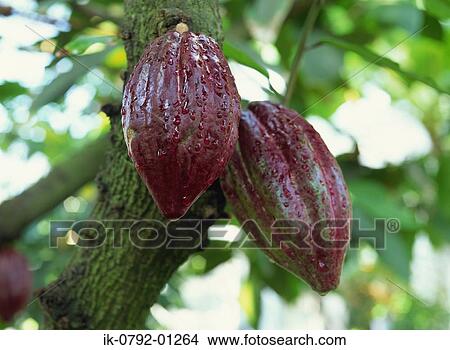 Cacao Pods with Waterdrops on Tree View Large Photo Image Picture - Cacao Pods with Waterdrops on Tree. Fotosearch