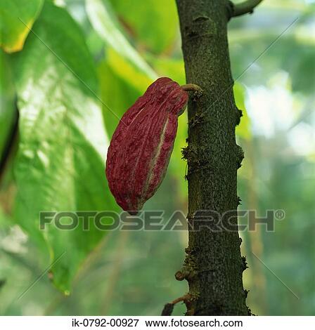 Cacao Tree with Fruit Pod View Large Photo Image Stock Photo - Cacao Tree with Fruit Pod. Fotosearch