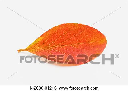 Camellia Leaf on White Background View Large Photo Image Stock Image - Camellia Leaf on White Background. Fotosearch