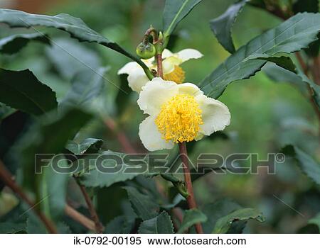 Camellia Sinensis with Flower View Large Photo Image Stock Photography - Camellia Sinensis with Flower. Fotosearch