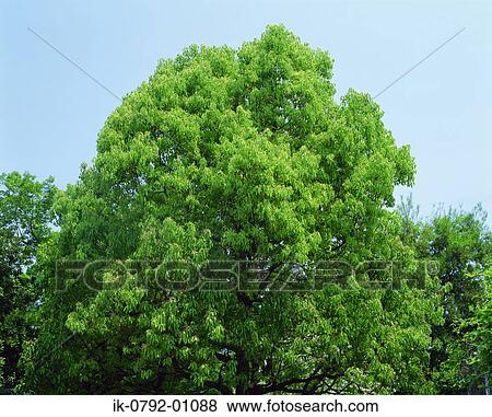 Camphor Tree Growing against Blue Sky View Large Photo Image Stock Photo - Camphor Tree Growing against Blue Sky. Fotosearch