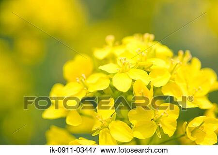 Canola (Rape Seeds) Growing in Field View Large Photo Image Stock Photo - Canola (Rape Seeds) Growing in Field. Fotosearch