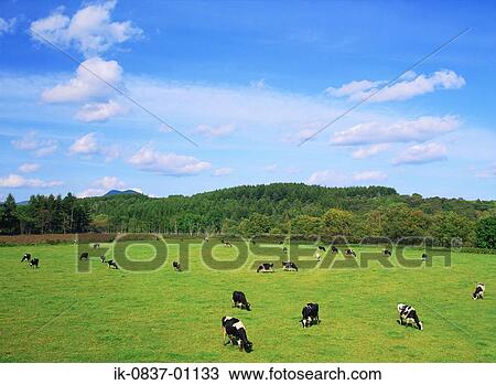 Cattle grazing in pastureland View Large Photo Image Stock Image - Cattle grazing in pastureland. Fotosearch