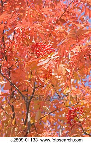 Checker Tree with Fruits and Autumnal Leaves View Large Photo Image Stock Image - Checker Tree with Fruits and Autumnal Leaves. Fotosearch