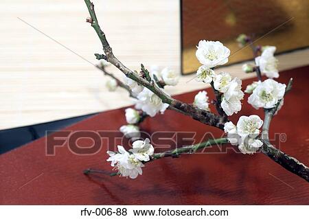 Cherry Blossom View Large Photo Image Stock Photo - Cherry Blossom. Fotosearch