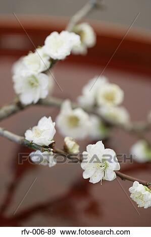 Cherry Blossom View Large Photo Image Stock Photo - Cherry Blossom. Fotosearch