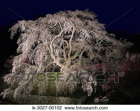 Stock Image - Cherry Blossom Tree in Spring. Fotosearch