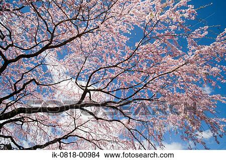 Cherry Blossoms Growing on Cherry Trees View Large Photo Image Picture - Cherry Blossoms Growing on Cherry Trees. Fotosearch