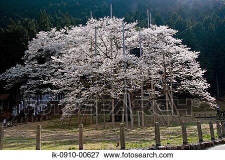 Cherry Blossoms View Large Photo Image Stock Photo - Cherry Blossoms . Fotosearch