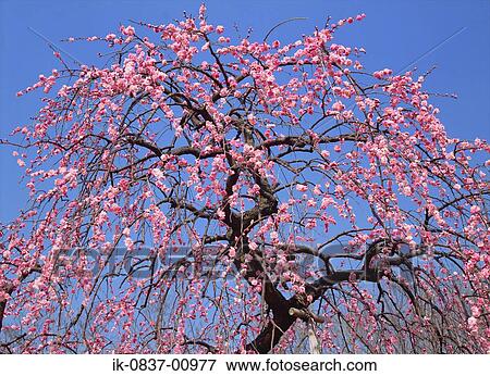 Cherry Plum Trees Blooming in Springtime View Large Photo Image Stock Photo - Cherry Plum Trees Blooming in Springtime. Fotosearch