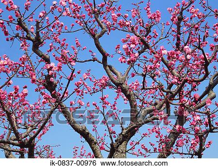 Stock Photograph - Cherry Plum Trees Blooming in Springtime. Fotosearch