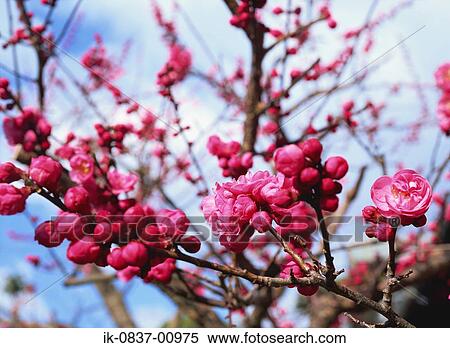 Cherry Plum Trees Blooming in Springtime View Large Photo Image Stock Photography - Cherry Plum Trees Blooming in Springtime. Fotosearch