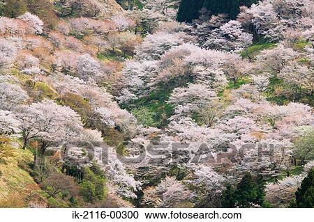 Cherry Tree Growing on Yoshino Mountain in Nara Prefecture, Japan View Large Photo Image Stock Image - Cherry Tree Growing on Yoshino Mountain in Nara Prefecture, Japan. Fotosearch