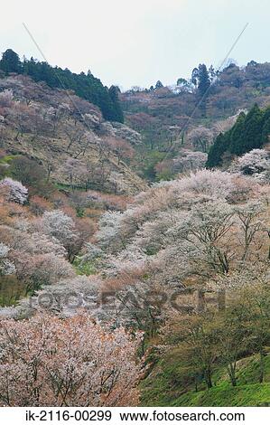 Stock Photo - Cherry Tree Growing on Yoshino Mountain in Nara Prefecture, Japan. Fotosearch