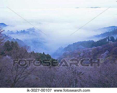 Stock Photo - Cherry Tree Growing on Yoshino Mountain in Nara Prefecture, Japan. Fotosearch