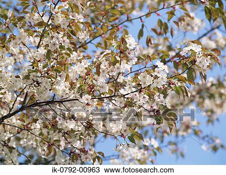 Cherry Tree with Flowering Branches View Large Photo Image Stock Image - Cherry Tree with Flowering Branches. Fotosearch