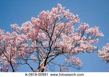 Stock Image - Cherry Trees against Blue Sky. Fotosearch