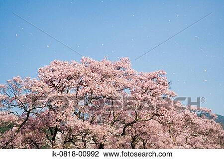 Cherry Trees against Blue Sky View Large Photo Image Stock Image - Cherry Trees against Blue Sky. Fotosearch