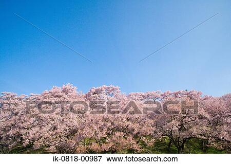 Stock Photo - Cherry Trees against Blue Sky. Fotosearch
