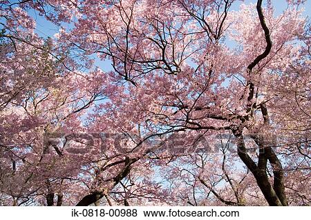 Cherry Trees against Blue Sky View Large Photo Image Stock Photo - Cherry Trees against Blue Sky. Fotosearch