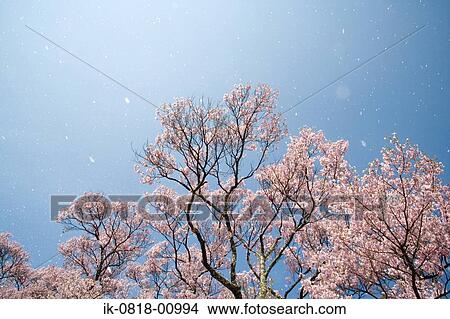 Picture - Cherry Trees Blooming. Fotosearch
