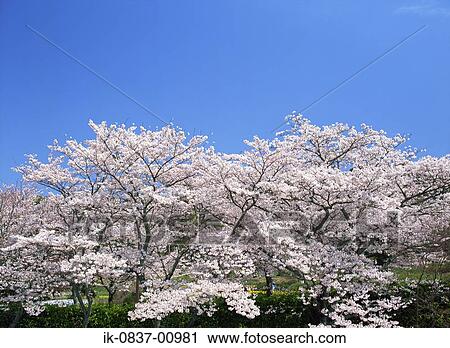 Cherry Trees Blooming View Large Photo Image Stock Image - Cherry Trees Blooming. Fotosearch