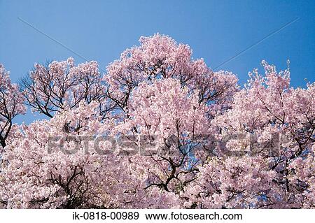 Stock Photo - Cherry Trees Blossoming . Fotosearch