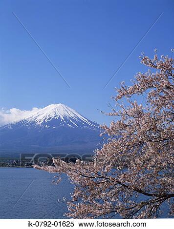 Cherry Trees with Snow-Capped Mountains View Large Photo Image Stock Photography - Cherry Trees with Snow-Capped Mountains. Fotosearch