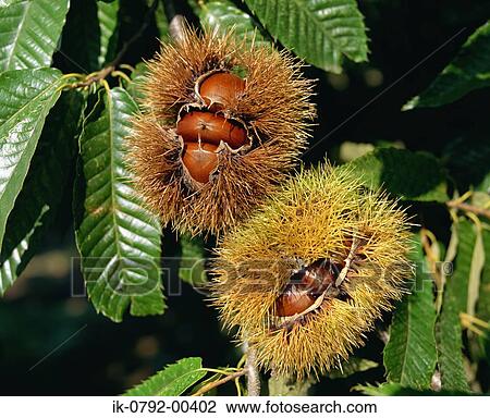 Chestnut in Autumn Season View Large Photo Image Stock Image - Chestnut in Autumn Season. Fotosearch